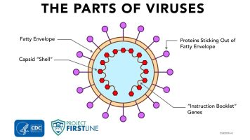 The parts of a virus